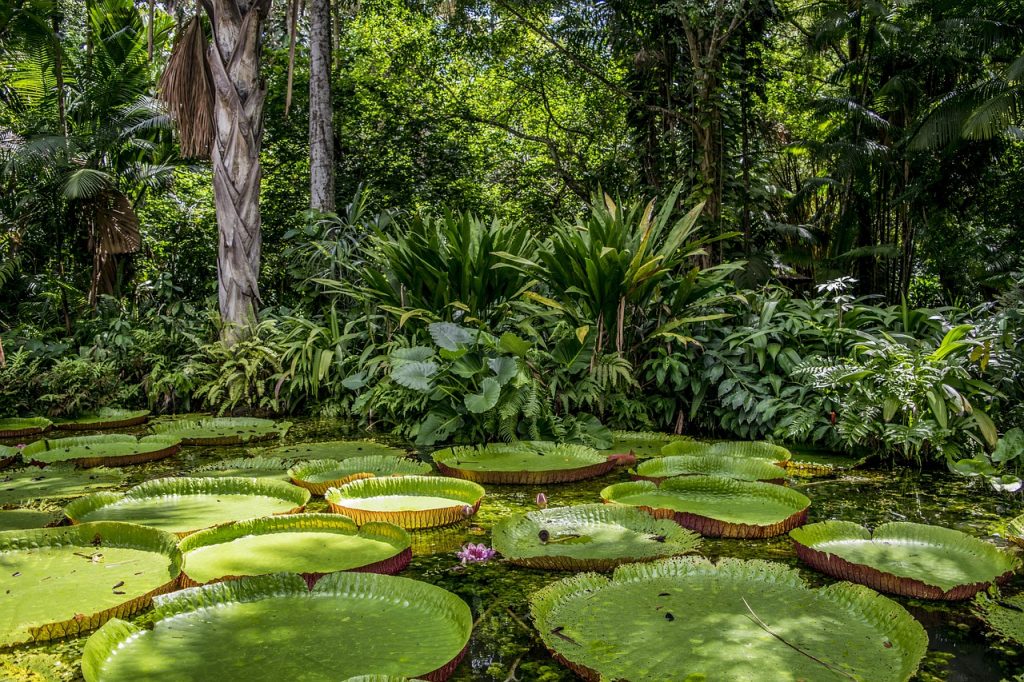 Amazon Rainforest