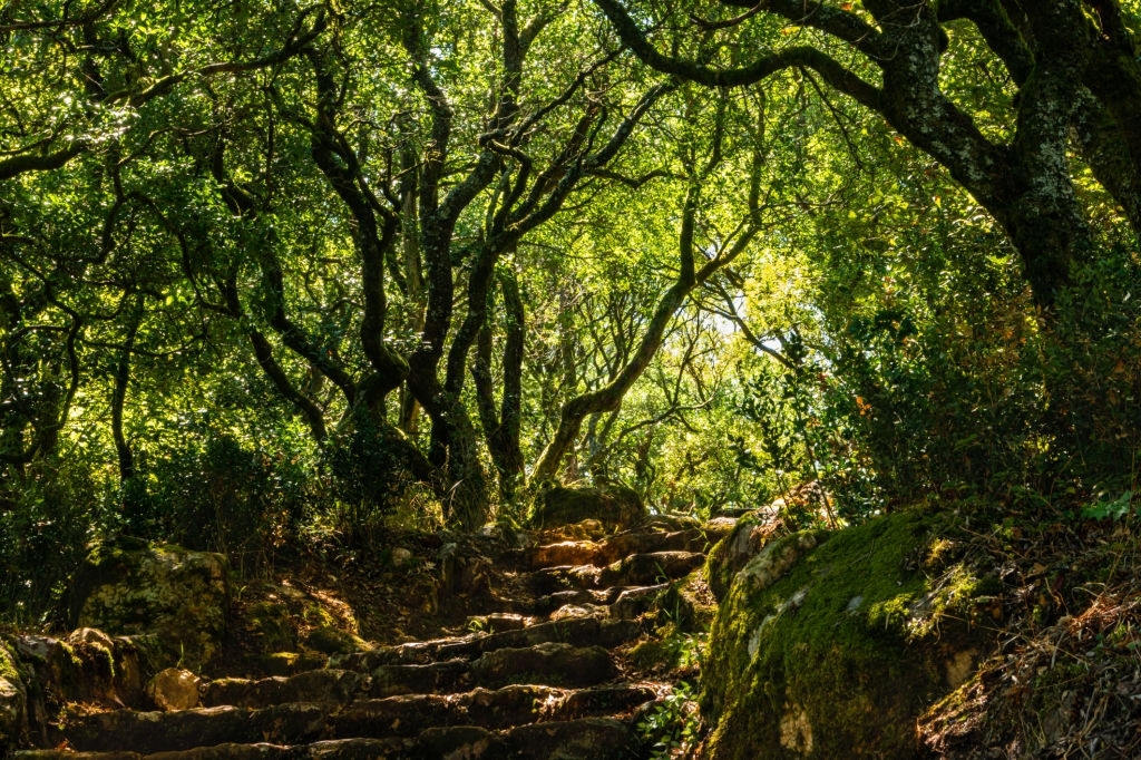 Bussaco Forest