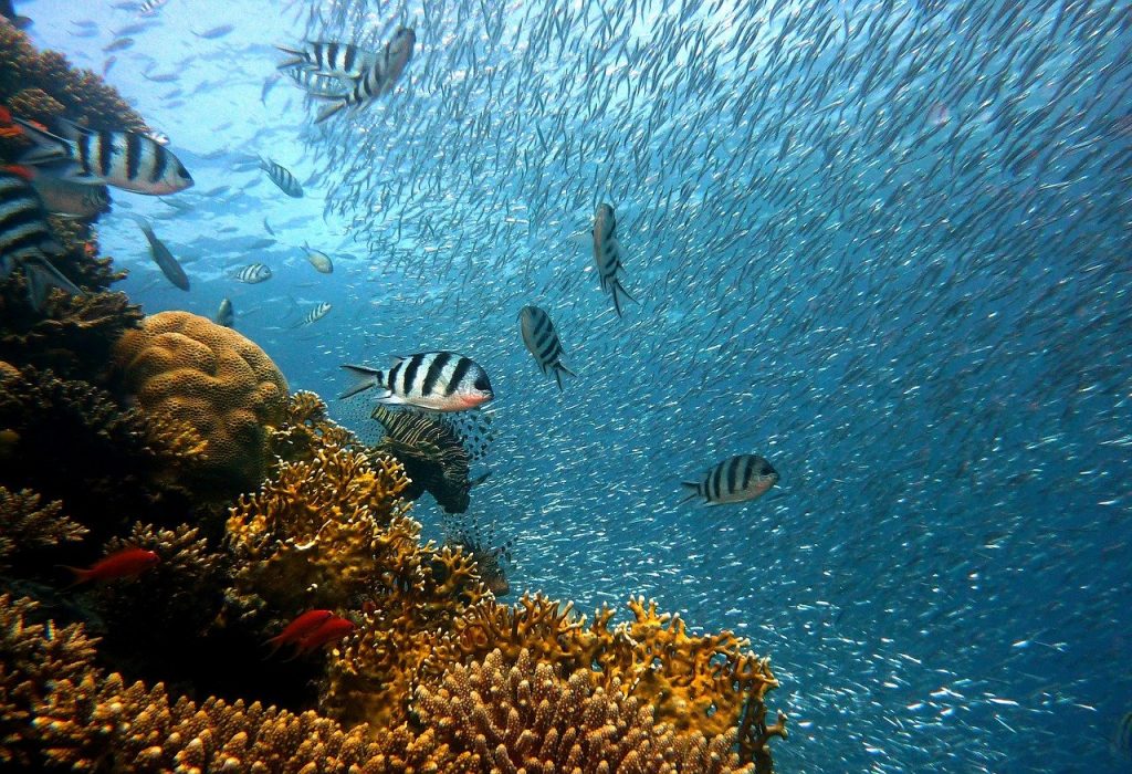 The Coral Sea